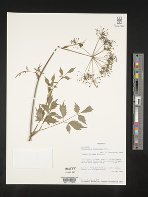 Image of Afroligusticum scottianum