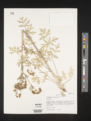 Polytaenia nuttallii image