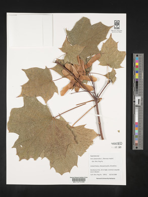 Acer platanoides image