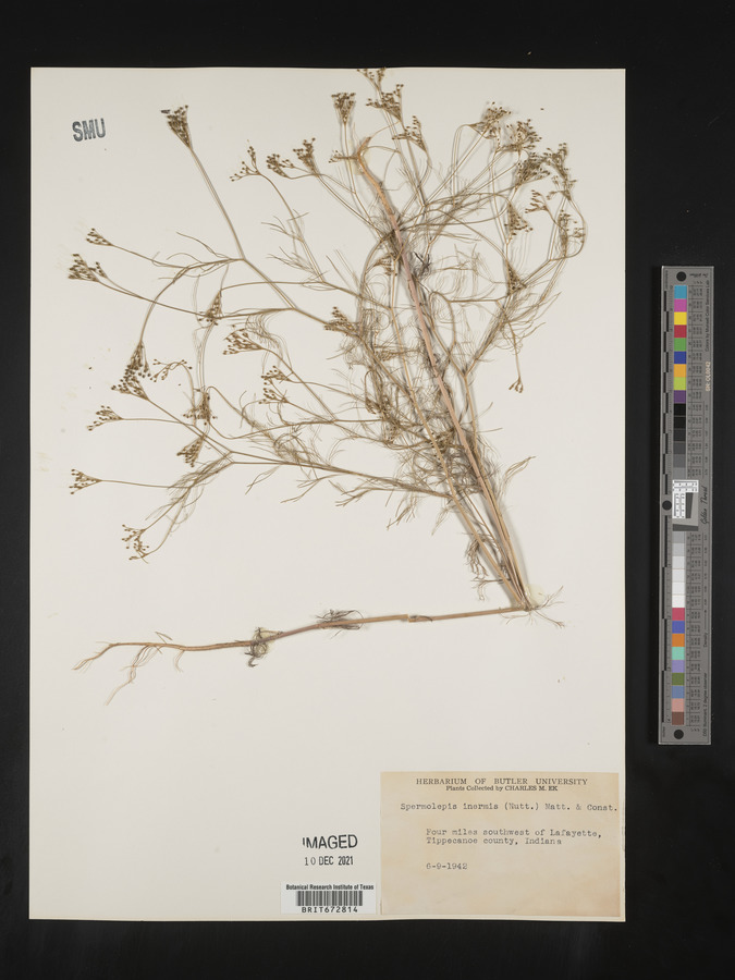 Spermolepis inermis image