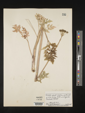 Image Associated With the Occurence