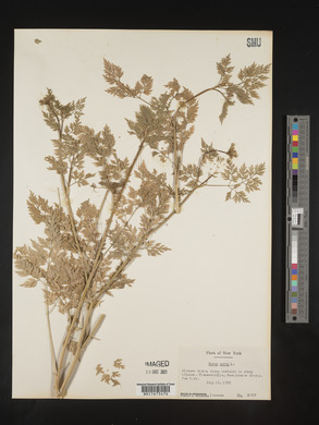 Image Associated With the Occurence