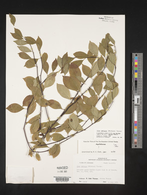 Ilex ambigua image