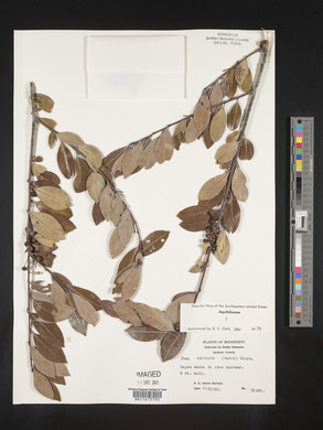 Ilex coriacea image