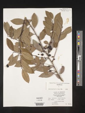 Ilex coriacea image