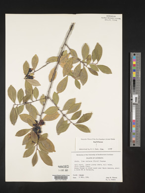 Ilex coriacea image