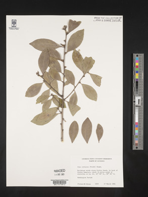 Ilex coriacea image