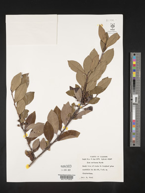 Ilex coriacea image