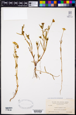 Lasthenia glabrata image