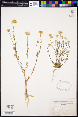 Layia douglasii image