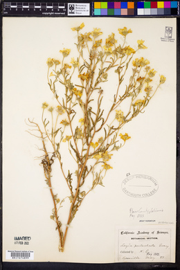 Layia pentachaeta image
