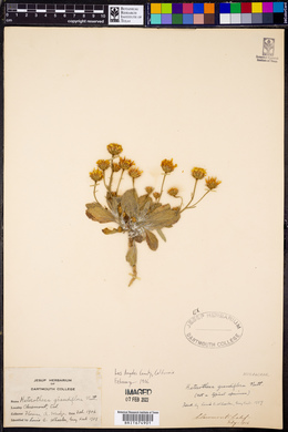 Heterotheca grandiflora image