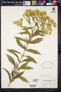 Eupatorium altissimum image