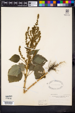 Cyclachaena xanthiifolia image