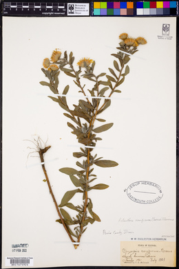 Heterotheca camporum var. camporum image