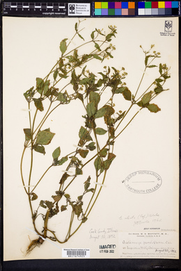 Galinsoga parviflora image