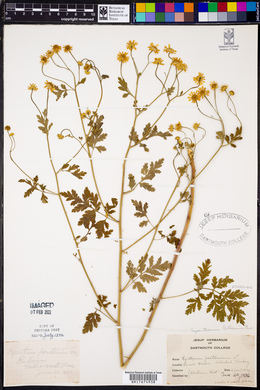 Tanacetum parthenium image