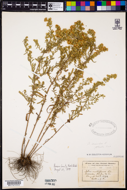 Symphyotrichum ericoides image