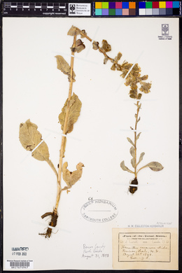Nabalus racemosus image