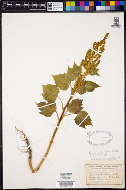Cyclachaena xanthiifolia image