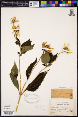 Bidens laevis image