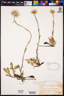 Antennaria occidentalis image