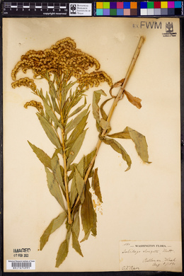 Solidago elongata image