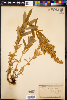 Solidago elongata image