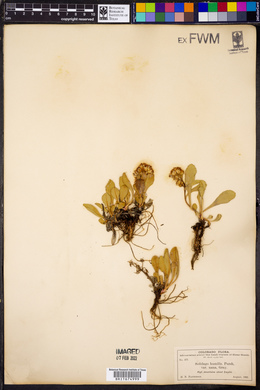Solidago humilis image