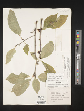 Ilex montana image