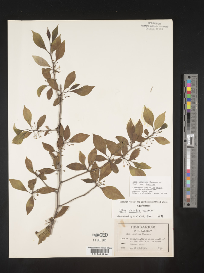 Ilex longipes image