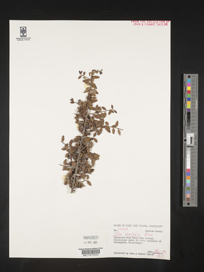 Ilex vomitoria image