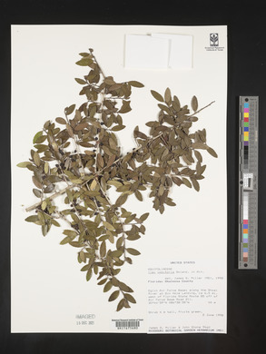 Ilex vomitoria image