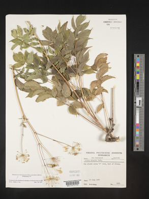 Aralia hispida image