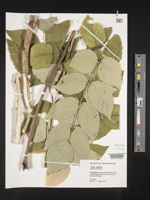 Aralia spinosa image