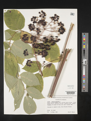 Aralia spinosa image