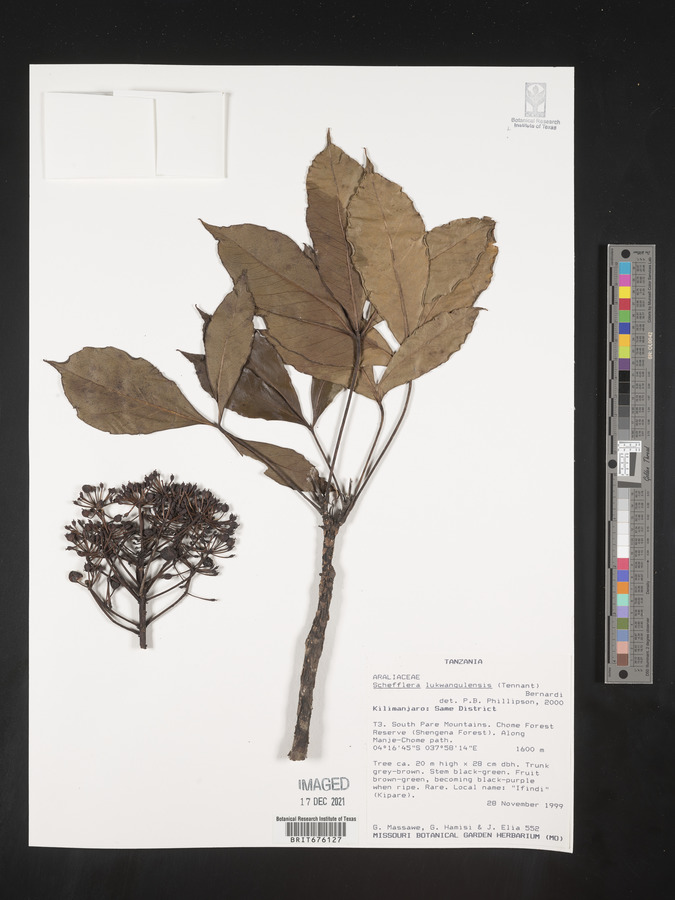 Schefflera lukwangulensis image