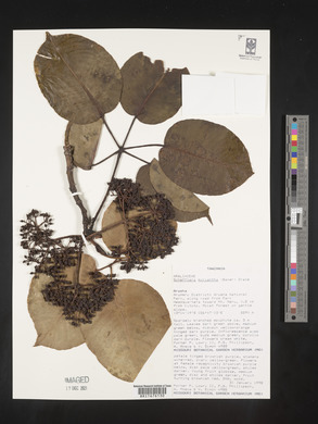 Astropanax myrianthus image