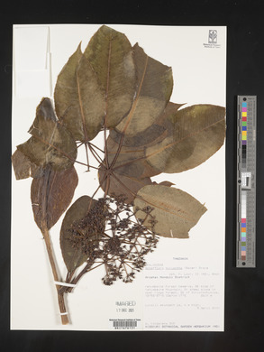 Astropanax myrianthus image