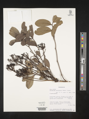 Polyscias ornifolia image