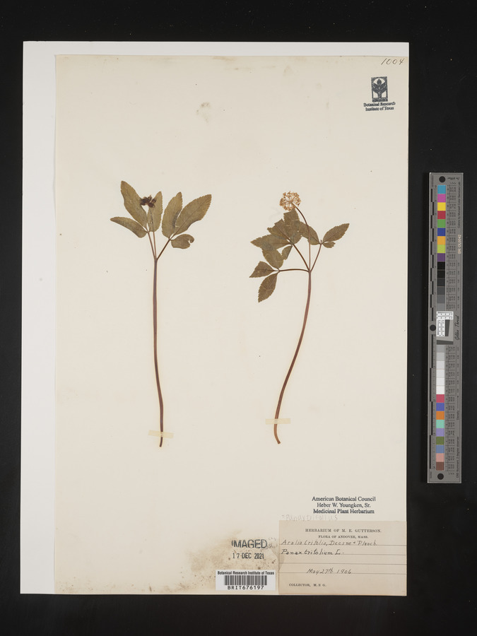 Panax trifolium image