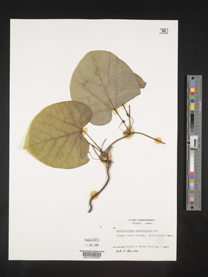 Aristolochia macrophylla image