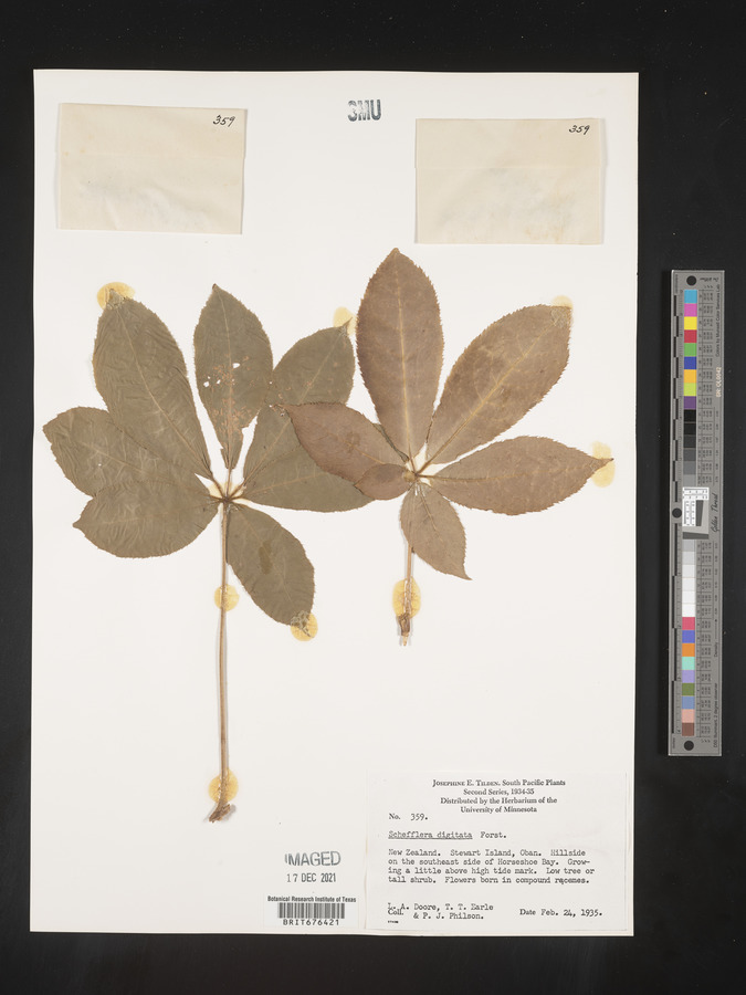 Schefflera digitata image