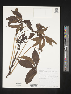 Image of Cussonia arborea