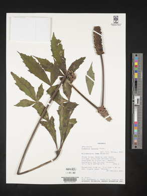 Cussonia spicata image