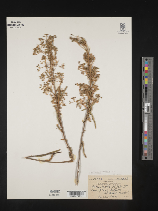 Astrotricha ledifolia image