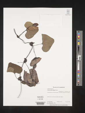 Aristolochia elegans image