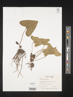 Image Associated With the Occurence