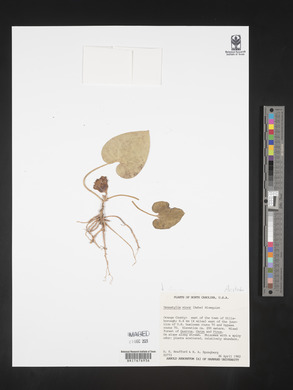 Image Associated With the Occurence