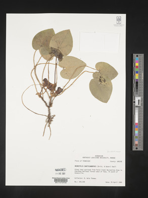Image Associated With the Occurence